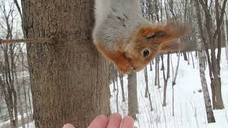 Симпатичный злодей не хочет садиться на веточку / Cute villain doesn't want to sit on a twig