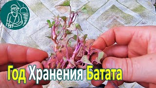 ???? Сколько хранится батат в жилом доме Выращивание и хранение батата Опыт Гордеевых