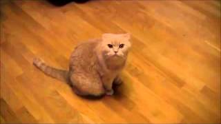 Поющий кот смешной забавный прикольный класс классный прикол ржака киска скоттиш фолд котёнок кошка