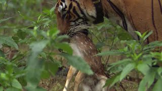 Tiger hunts Baby Deer | BBC Earth