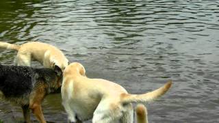 Dogs Swimming in the so called Tropical Storm