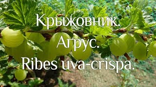 Крыжовник. Аґрус. Ribes uva-crispa.