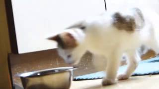Mandy,was Katzen alles können