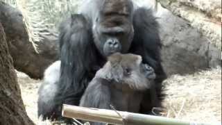 You are persistent! Gorillas mating.アンタしつこい！ゴリラの交尾。
