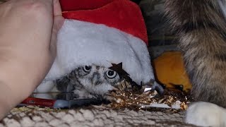 Лучик Зла - расхититель Рождества! Совёнок замышляет шалости