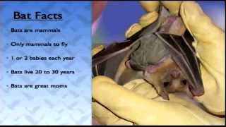 BatsLIVE Bat Facts
