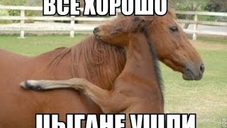 Накуренные цыгане воруют лошадь :D