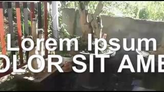 video BONSAI SANCANG - CENTRAL BONSAI
