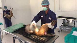 Monkey sterilization Part 3: Vasectomy.