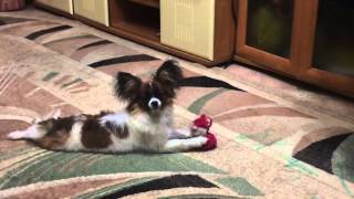 Папильон Вася Papillon