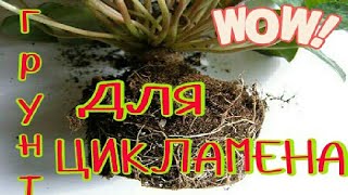 ЦИКЛАМЕН (Cyclamen). Грунт для цикламенов.