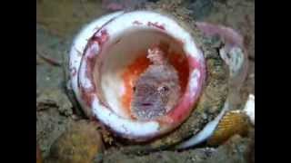 Cutest little fish ever!  Pacific Spiny Lumpsucker