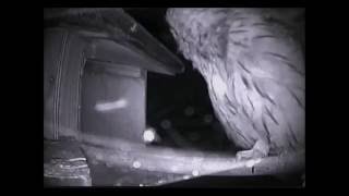 Various call sounds made by tawny owls