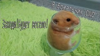 Весёлый хомяки #1