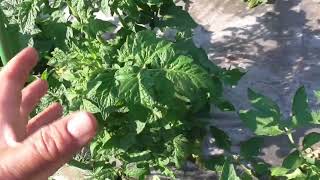 Какие Томатные Гномы хуже всего пережили весенние морозы?