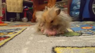 Хомяк после секса. Голый хомяк.  Hamster after sex!