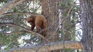 HOUND HUNTING FOR BEARS (SEMI LIVE SERIES DAY 01)