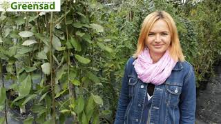 Ива козья "Pedula" - видео-обзор от Greensad