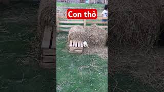 Chú thỏ con/ Dạy trẻ thông minh sớm #daybehoc #daybetapnoi #daytrethongminhsom #mới