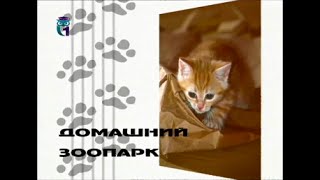 Домашний зоопарк. Поросячья олимпиада. Выставка собак