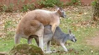 #animal   reproduction