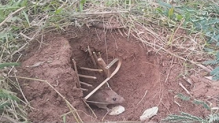 Best Mouse Trap, How To Make A Simple Mouse Trap For Catching Mouse In Hole