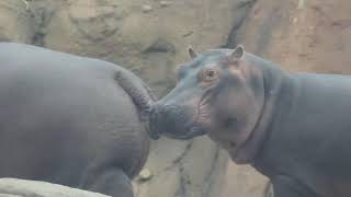 Naughty or Nice? - Cincinnati Zoo #shorts