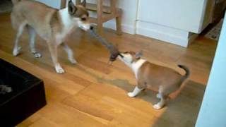 Felix and Rista