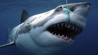 Sharks : Scavengers of the Seas - Documentary