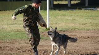 Питомник ПВИ ВВ МВД: Пермский волкособ
