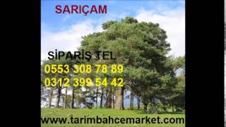 sarıçam tohumu satışı sarıçam tohumu nasıl yetiştirilir SARIÇAM TOHUMU SATIŞ Sarıçam,sarıçam tohumu,