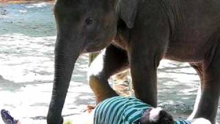 Нежная ,сексуальная слониха sexy massage girl elephant...