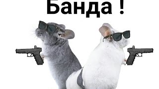 Шуша + Зайка = банда!