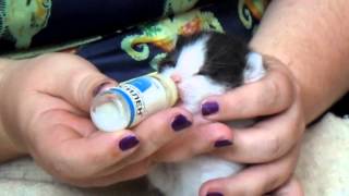 Как кормить котёнка-подкидыша(слепыша)