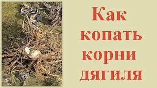 Как копать корни дягиля