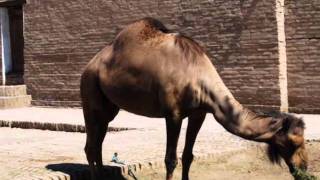 Uzbekistan - urgench