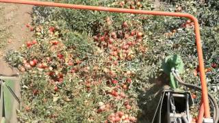 Suomy raccolta pomodoro guaresi