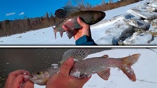 Открытые сезона. Нашли Яму со Здоровенными Хариусами. Такую рыбалку ждёшь годами