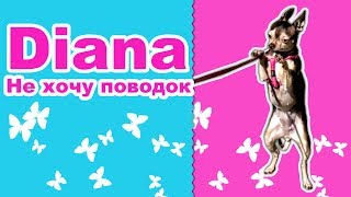Будни собаки / ПОВОДОК. СОПРОТИВЛЕНИЕ. Русский той