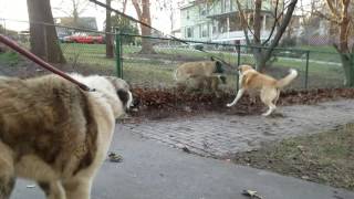 АЛАБАИ vs. МАСТИФОВ