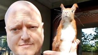 Squirrel becomes best friends with human after falling from roof