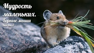 Мудрость маленьких. Горные мыши. часть 2