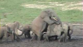 Maureena Gives Birth
