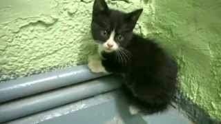Котик греет лапки Pussy cat warms