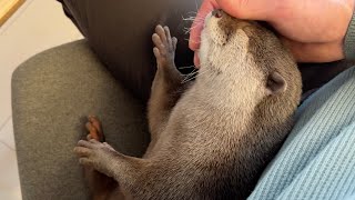 カワウソに椅子を奪われ席から追い出される飼い主 Owner is forced out of his seat after an otter steals his chair.