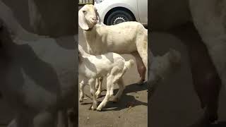 Patira bakri with kids available for sale........BENGAL GOAT FARM