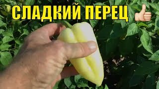 Сладкий перец. Особенности выращивания.