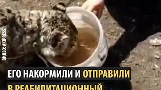 В Нарыне поймали снежного барса, когда он поедал теленка.