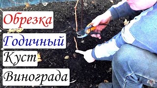 Обрезка винограда. Годичный куст. Виноград 2014.