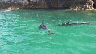 Dolphins Mating! (we think) Bay of Islands, NZ